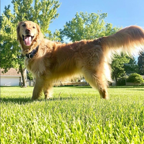 Meet your Posher, Kenzie - Picture 1 of 1